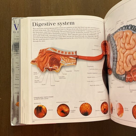 DK Ultimate Visual Dictionary 2000 - Picture 5 of 11